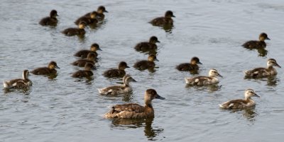 Mystery duck and ducklings (Lesser Scaup and Gadwalls?)