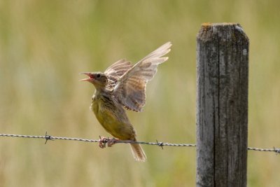 Western Meadowlark fledgling