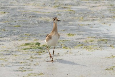 Wilson's Phalarope juvenile