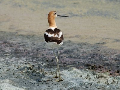 American Avocet