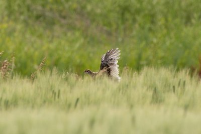 Sharp-Tailed Grouse juvenile