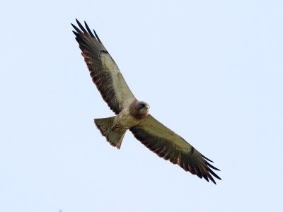 Swainson's Hawk overhead