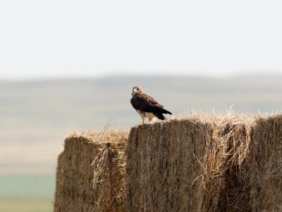 Swainson's Hawk, across the border into Alberta