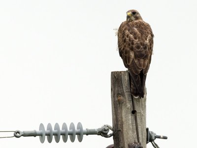 Swainson's Hawk west of Moose Jaw