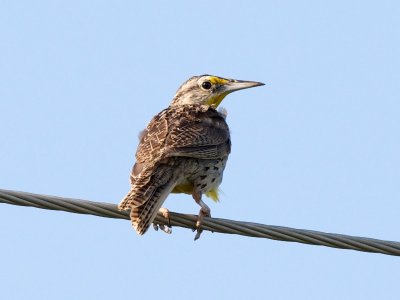 Western Meadowlark adult