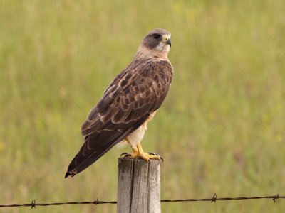 Swainson's Hawk