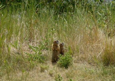 Columbian Ground-Squirrels near the highway 