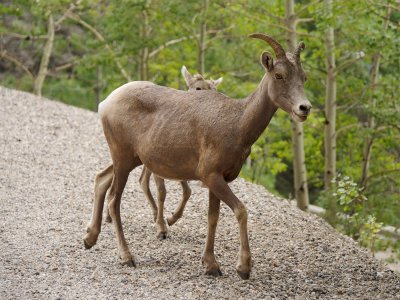 Bighorn Sheep female and juvenile