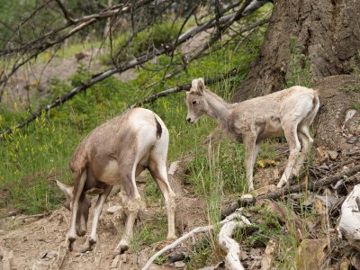 Bighorn Sheep female and juvenile