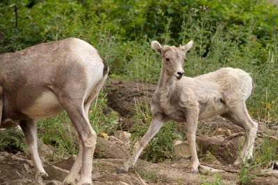 Bighorn Sheep female and juvenile