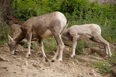 Bighorn Sheep female and juvenile