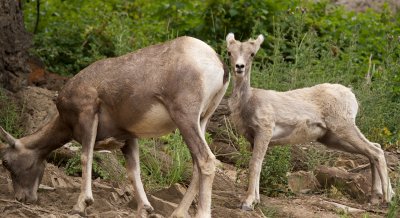 Bighorn Sheep female and juvenile