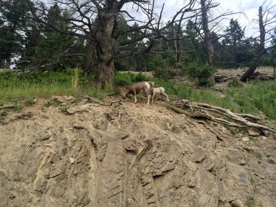 Bighorn Sheep environment