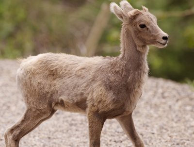 Bighorn Sheep juvenile