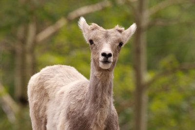 Bighorn Sheep juvenile