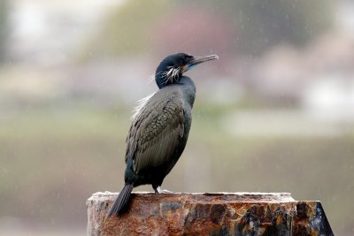 Brandt's Cormorant in full breeding plumage