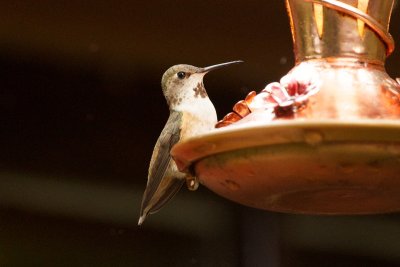 Rufous Hummingbird at the feeder