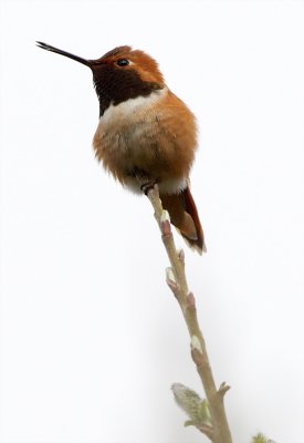 Rufous Hummingbird, Discovery Park