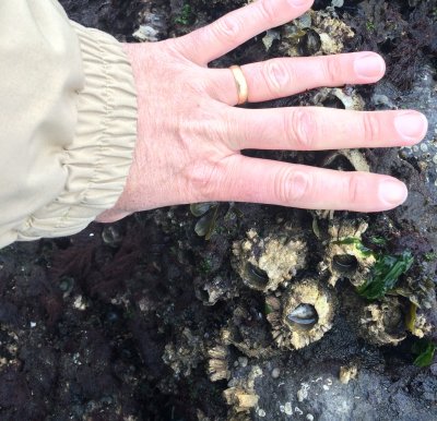 Big Northwest Barnacles