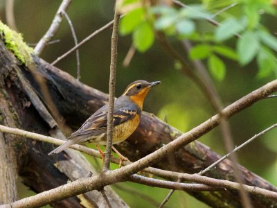 Varied Thrush