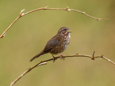 Pacific Northwest Song Sparrow