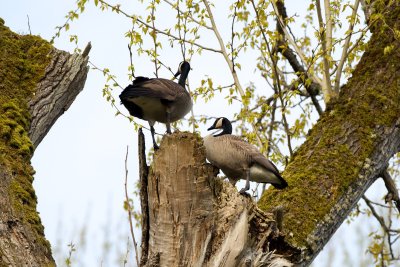 Canada Geese in a tree?