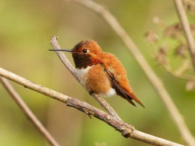 Rufous Hummingbird