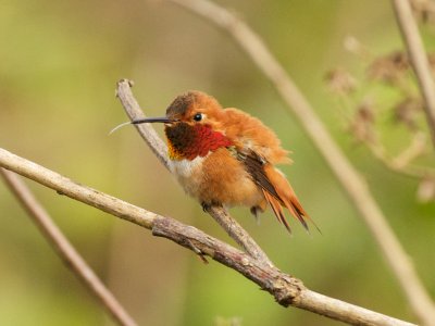 Rufous Hummingbird