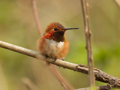 Rufous Hummingbird