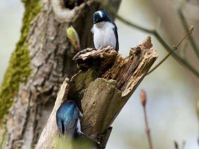 Tree Swallow with unusual white markings