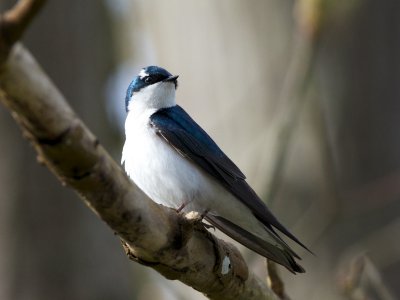 Tree Swallow with unusual white markings