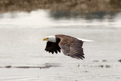 Bald Eagle, Nisqually NWR