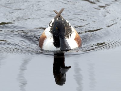 I love Northen Shovelers