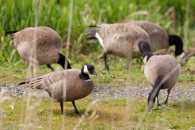 Cackling-goose and Canada Goose