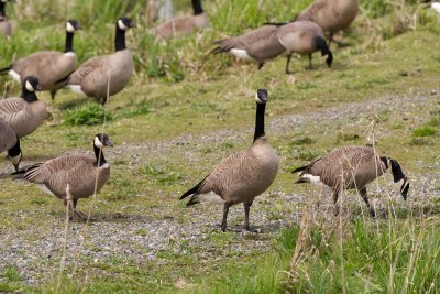 Cackling-goose and Canada Goose