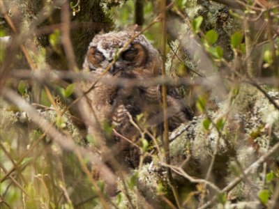Horned Owl nestling