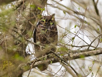 Horned Owl adult