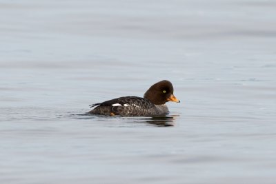 Barrow's Goldeneye female, Carkeek Park, WA