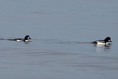 Barrow's Goldeneye males, Carkeek Park, WA
