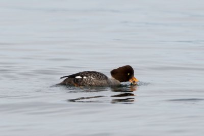 Barrow's Goldeneye female, Carkeek Park, WA