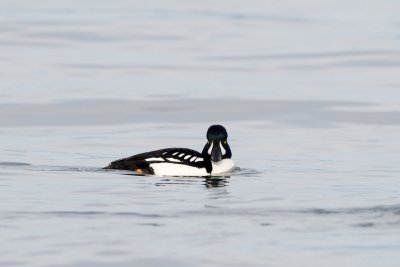Barrow's Goldeneye male, Carkeek Park, WA