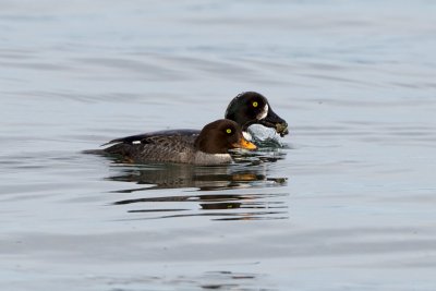 Barrow's Goldeneye female and 1st year male, Carkeek Park, WA