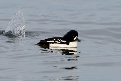 Barrow's Goldeneye male, Carkeek Park, WA