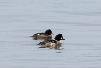 Barrow's Goldeneye female and 1st year male, Carkeek Park, WA