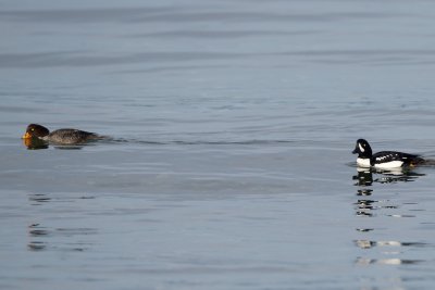 Barrow's Goldeneye male and female, Carkeek Park, WA