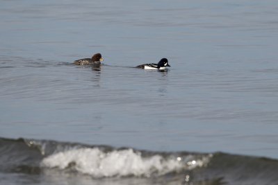Barrow's Goldeneye male and female, Carkeek Park, WA
