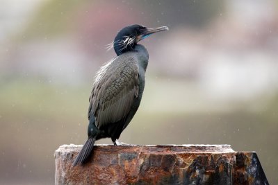 Brandt's Cormorant in breeding plumage, Edmonds, WA