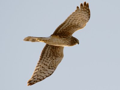 Northern Harrier overhead