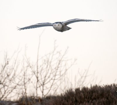 dark Snowy Owl, Crane Beach, Jan 2014