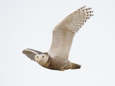 dark Snowy Owl, Crane Beach, Jan 2014